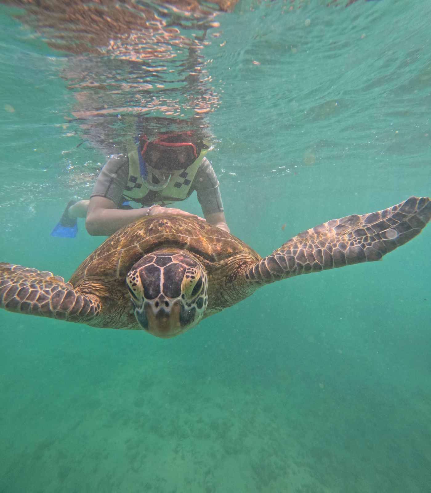 Guests enjoying turtle snorkeling tour in crystal clear Mirissa waters